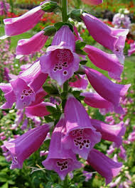 digitalis