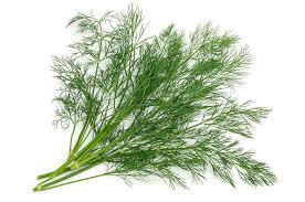 dill