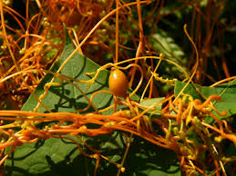 dodder