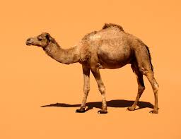 dromedary