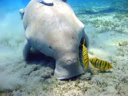 dugong