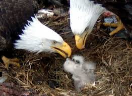 eaglet