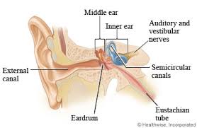 eardrum