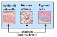 ectoderm