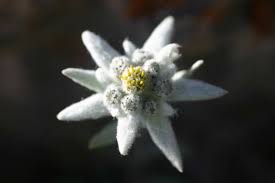 edelweiss