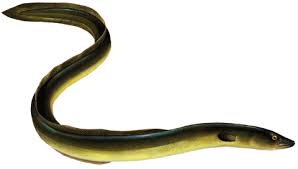 eel