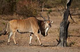 eland