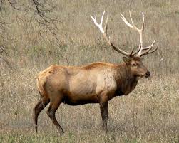 elk