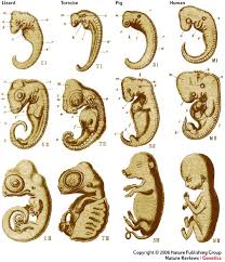 embryological