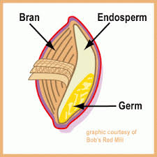 endosperm