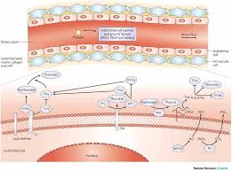 endothelial