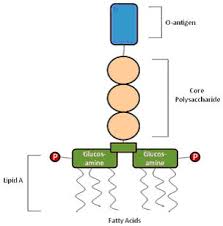 endotoxin