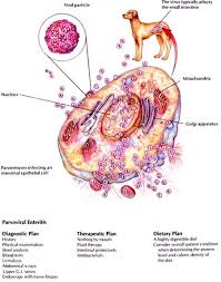 enteritis