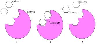 enzyme