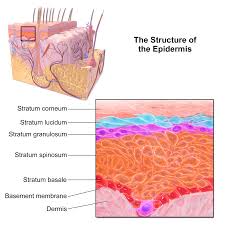 epidermis