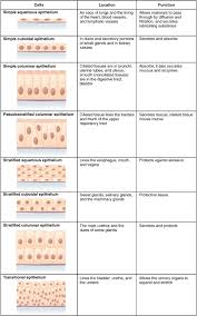 epithelium