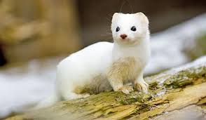 ermine