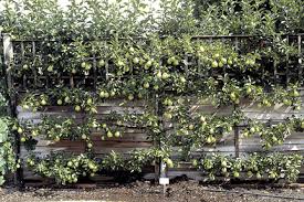 espalier