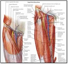 femoral