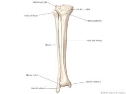 fibula