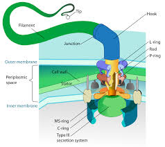 flagella