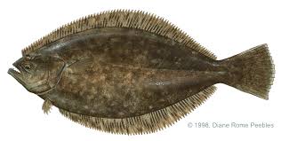 flounder