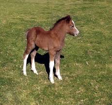 foal