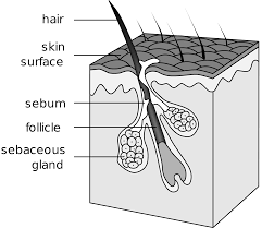 follicle