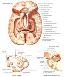 fornix