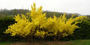 forsythia