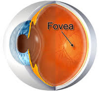 fovea