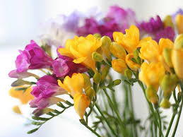 freesia