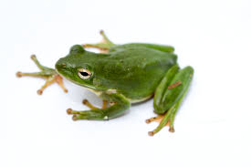 frog