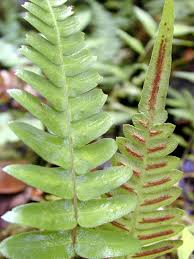 frond