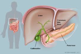 gall-bladder