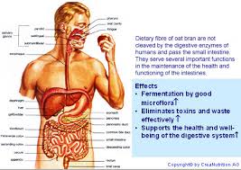 gastrointestinal