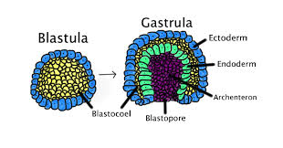 gastrula