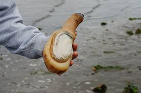 geoduck