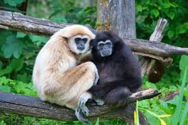 gibbon