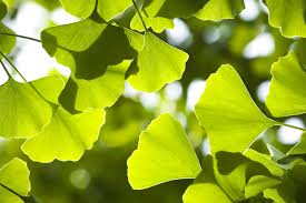 ginkgo