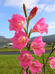 gladiolus