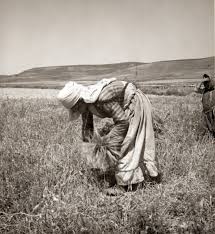 gleaning