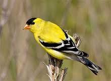 goldfinch