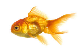 goldfish