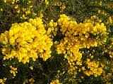 gorse