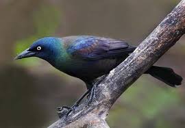 grackle