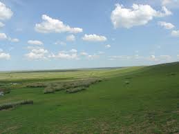 grassland