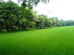 greenery