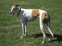 greyhound