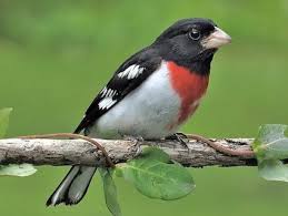 grosbeak